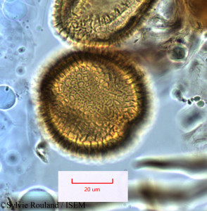 Adenia elegans - lame n° 1287