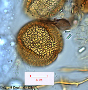 Adenia elegans - lame n° 1287