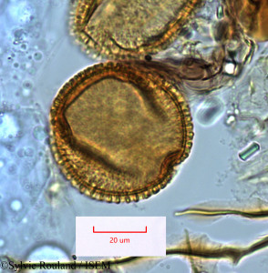 Adenia elegans - lame n° 1287