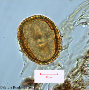 Adenia elegans - lame n° 1287