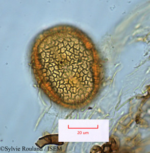 Adenia elegans - lame n° 1287