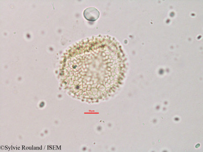 Sylvie.Rouland/Adenia_firingalavensis_3285/Adenia_firingalavensis_3285_0001(copy)_thumb.jpg
