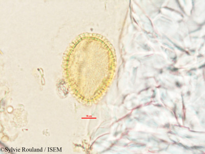 Sylvie.Rouland/Adenia_olaboensis_3279/Adenia_olaboensis_3279_0001(copy)_thumb.jpg