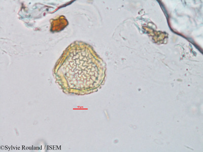 Sylvie.Rouland/Adenia_perrieri_3278/Adenia_perrieri_3278_0001(copy)_thumb.jpg