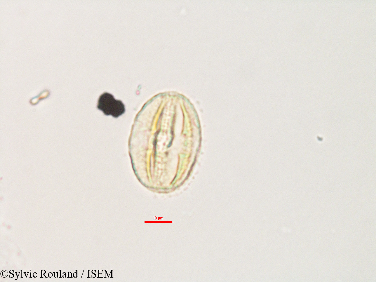 Sylvie.Rouland/Adenia_refracta_3280/Adenia_refracta_3280_0001(copy).jpg
