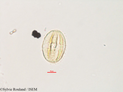 Sylvie.Rouland/Adenia_refracta_3280/Adenia_refracta_3280_0001(copy)_thumb.jpg