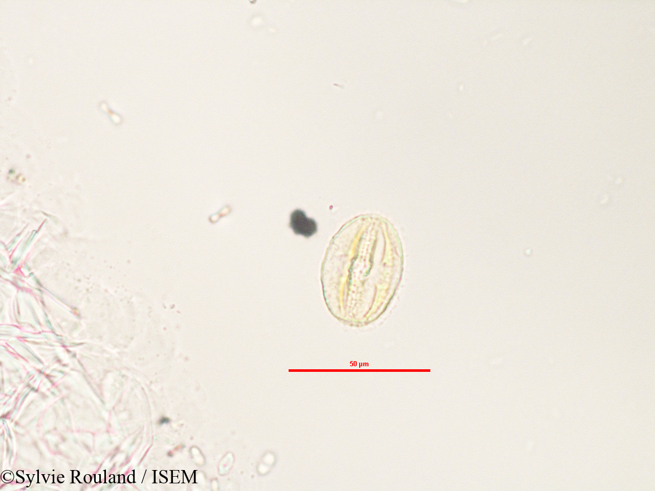 Sylvie.Rouland/Adenia_refracta_3280/Adenia_refracta_3280_0002(copy).jpg