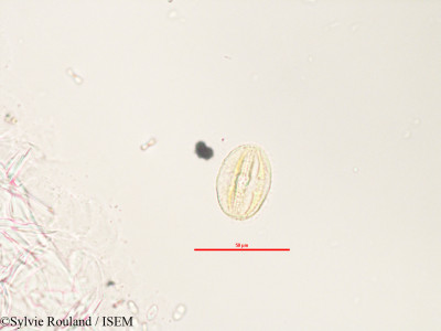 Adenia refracta - lame n° 3280