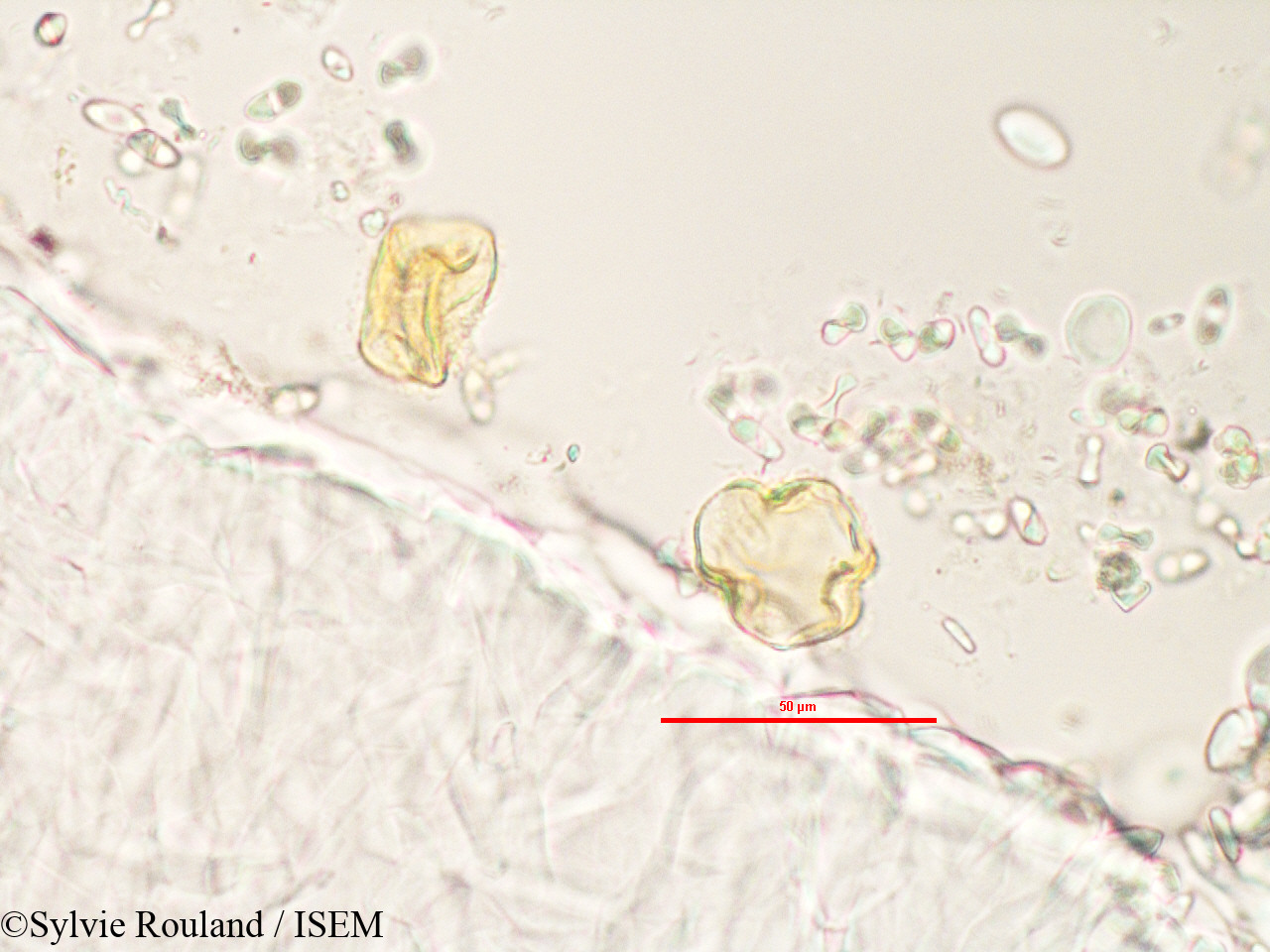 Sylvie.Rouland/Adenia_refracta_3280/Adenia_refracta_3280_0003(copy).jpg