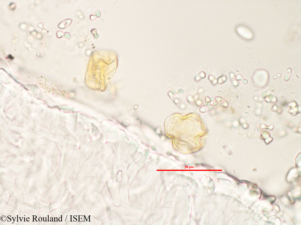 Sylvie.Rouland/Adenia_refracta_3280/Adenia_refracta_3280_0004(copy).jpg