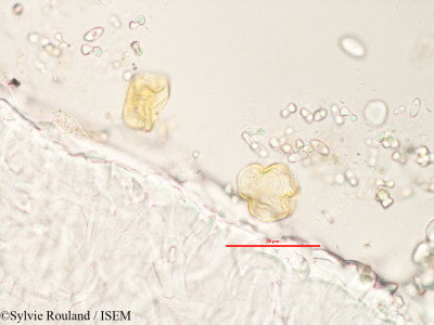 Adenia refracta - lame n° 3280