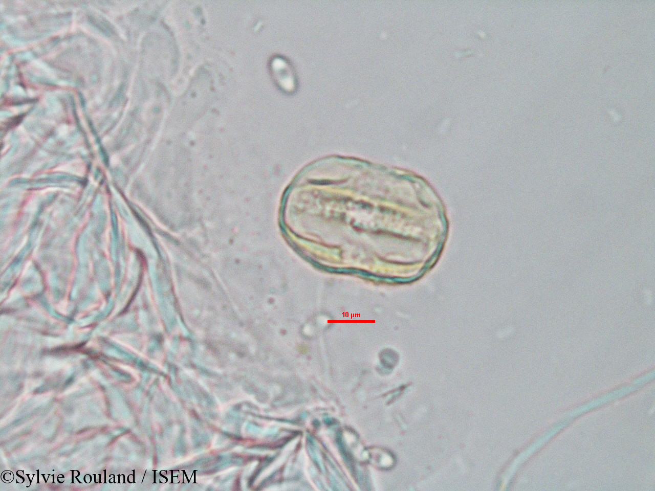 Sylvie.Rouland/Adenia_refracta_3280/Adenia_refracta_3280_0005(copy).jpg