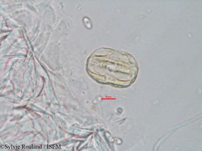 Adenia refracta - lame n° 3280