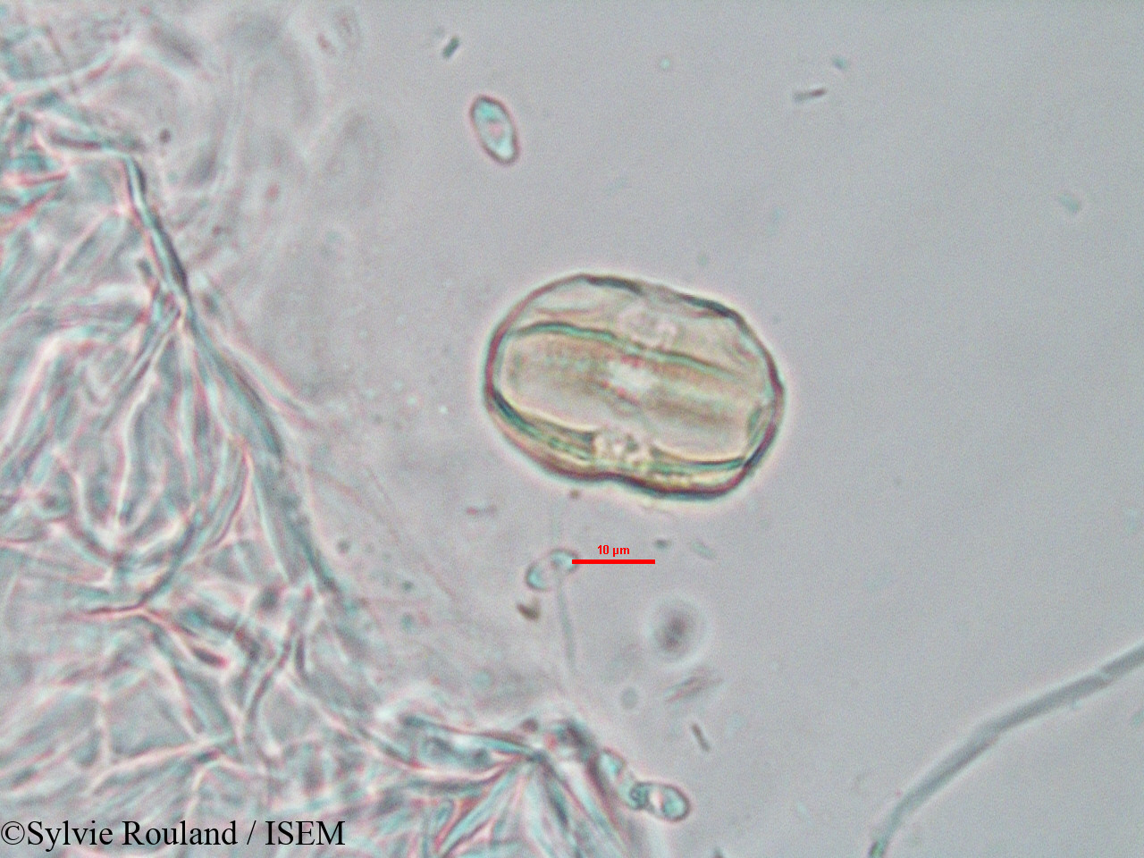 Sylvie.Rouland/Adenia_refracta_3280/Adenia_refracta_3280_0006(copy).jpg