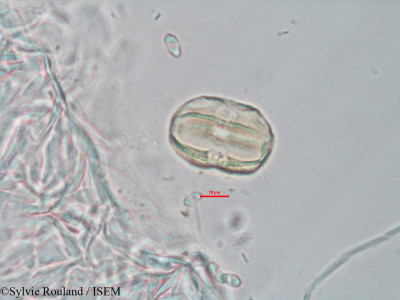 Adenia refracta - lame n° 3280