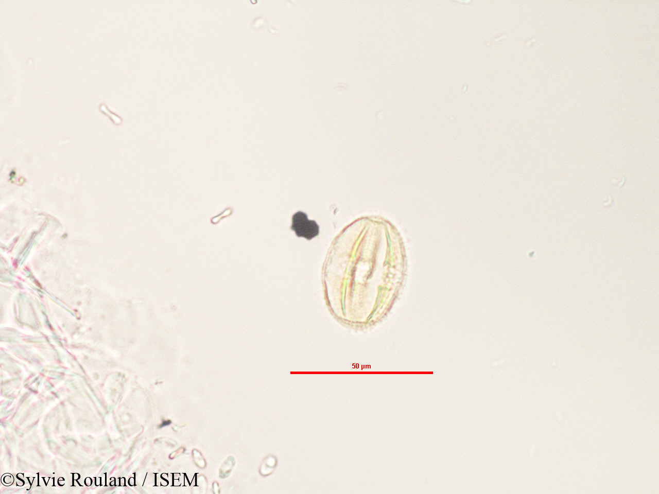 Sylvie.Rouland/Adenia_refracta_3280/Adenia_refracta_3280_0007(copy).jpg