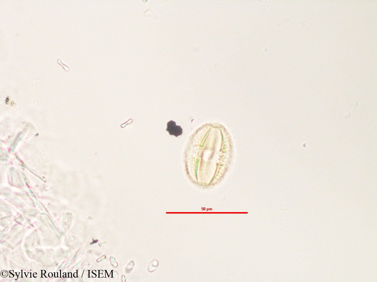 Sylvie.Rouland/Adenia_refracta_3280/Adenia_refracta_3280_0008(copy).jpg