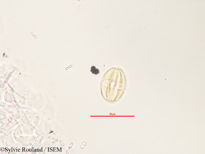 Adenia refracta - lame n° 3280