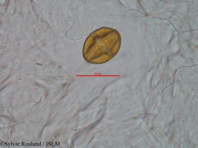 Sylvie.Rouland/Adenochlaena_leucocephala_33896/Adenochlaena_leucocephala_33896_0001(copy)_thumb.jpg