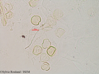 Sylvie.Rouland/Adenoplusia_axillaris_3203/Adenoplusia_axillaris_3203_0001(copy)_thumb.jpg