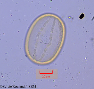 Sylvie.Rouland/Adhatoda_vasica_1085/Adhatoda_vasica_1085_0001(copy)_thumb.jpg