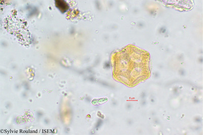 Aerva humbertii - lame n° 140