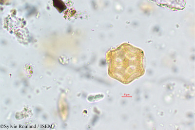 Aerva humbertii - lame n° 140