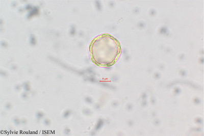 Sylvie.Rouland/Aerva_lanata_137/Aerva_lanata_137_0001(copy)_thumb.jpg