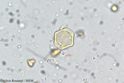 Sylvie.Rouland/Aerva_monsoniae_5760/Aerva_monsoniae_5760_0001(copy)_thumb.jpg