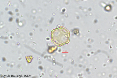 Aerva monsoniae - lame n° 5760