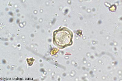 Aerva monsoniae - lame n° 5760