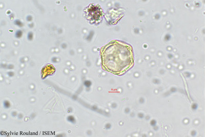 Aerva monsoniae - lame n° 5760