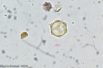 Aerva monsoniae - lame n° 5760