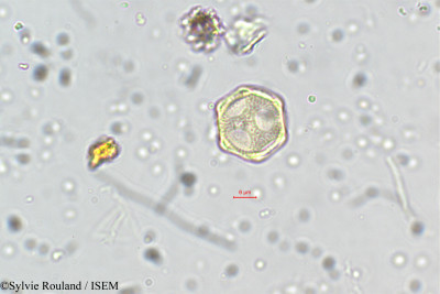 Aerva monsoniae - lame n° 5760