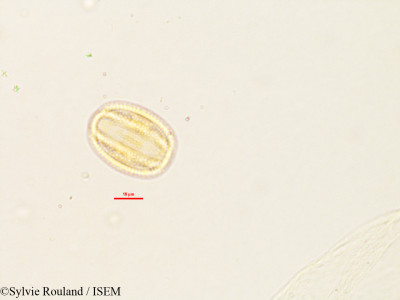 Sylvie.Rouland/Aeschynomene_cristata_2791/Aeschynomene_cristata_2791_0001(copy)_thumb.jpg