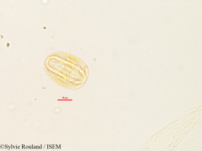 Aeschynomene cristata - lame n° 2791