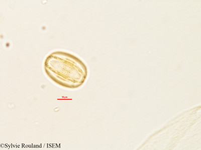 Aeschynomene cristata - lame n° 2791