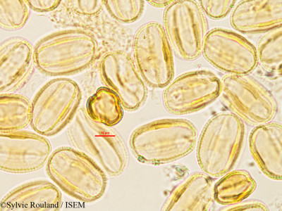 Aeschynomene cristata - lame n° 2791