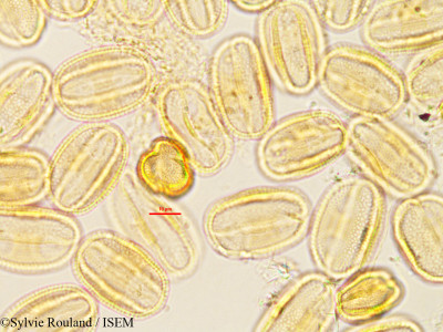 Aeschynomene cristata - lame n° 2791