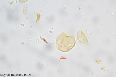 Sylvie.Rouland/Aeschynomene_indica_5650/Aeschynomene_indica_5650_0001(copy)_thumb.jpg