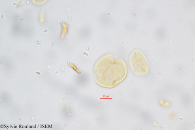 Aeschynomene indica - lame n° 5650