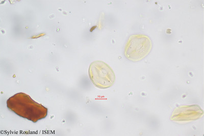 Aeschynomene indica - lame n° 5650