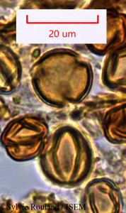 Sylvie.Rouland/Afrardisia_didymopora_1456/Afrardisia_didymopora_1456_0001(copy)_thumb.jpg
