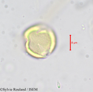 Afrolicania elaeosperma - lame n° 690