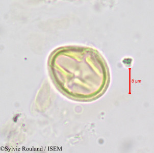 Afrolicania elaeosperma - lame n° 690