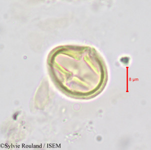 Afrolicania elaeosperma - lame n° 690