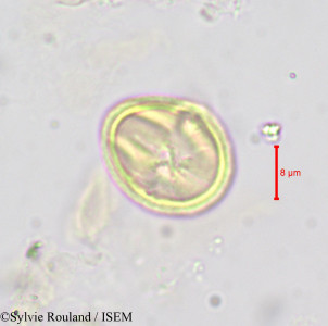 Afrolicania elaeosperma - lame n° 690