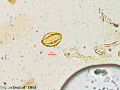 Sylvie.Rouland/Afrosersalisia_cerasifera_14683/Afrosersalisia_cerasifera_14683_0001(copy)_thumb.jpg