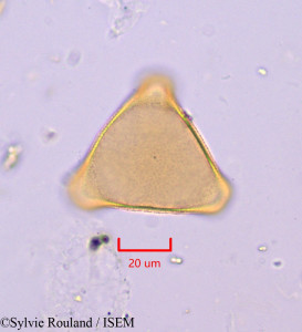Sylvie.Rouland/Agastachys_odorata_1724/Agastachys_odorata_1724_0001(copy)_thumb.jpg