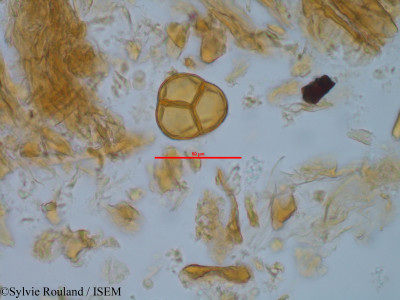Sylvie.Rouland/Agauria_salicifolia_1126/Agauria_salicifolia_1126_0001(copy)_thumb.jpg